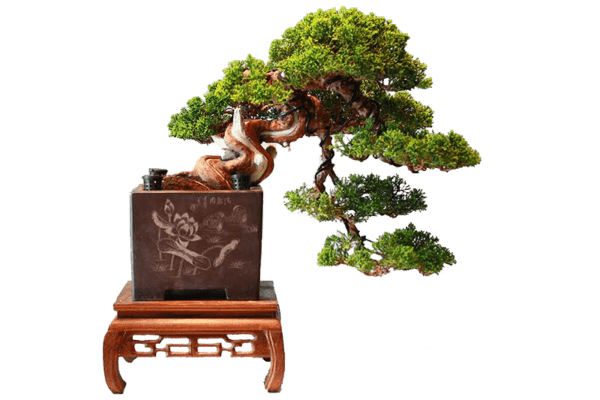 bonsai cascade bonsai club