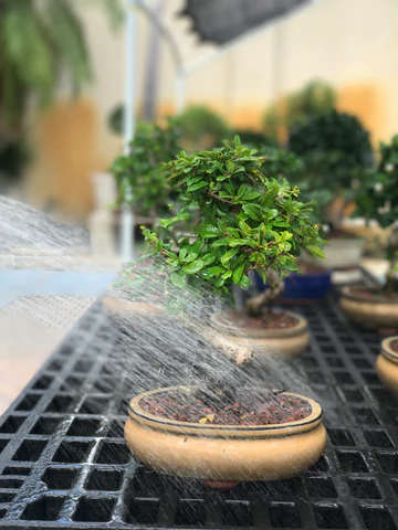 watering_your_bonsai_large