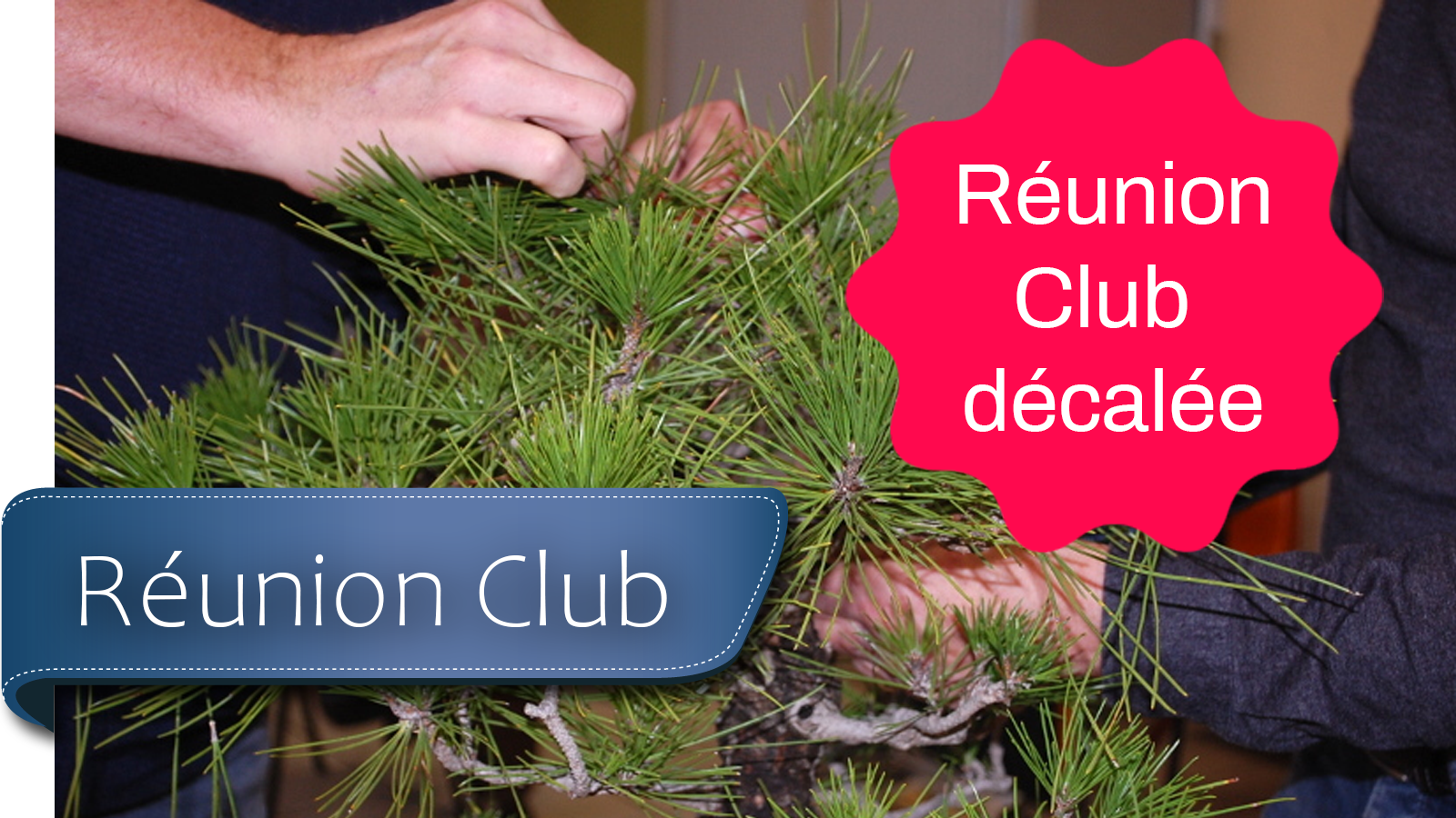 réunion bonsai club montpellier