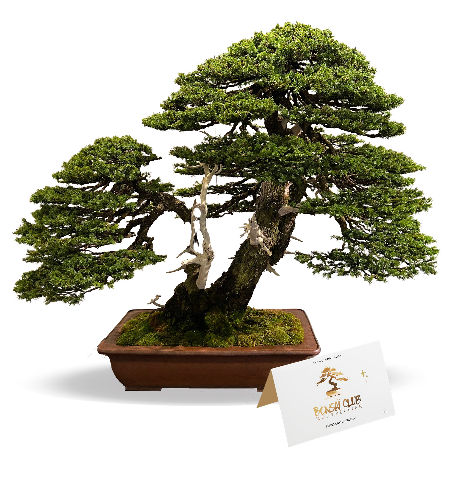 event_bonsai_club